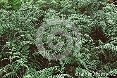 Green leaves ferns growth in the rainforest Stock Photo