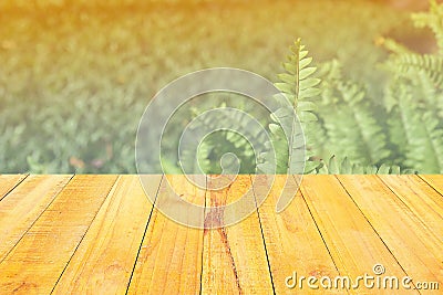 Green leaves Ferns a tropical forest plant. Stock Photo