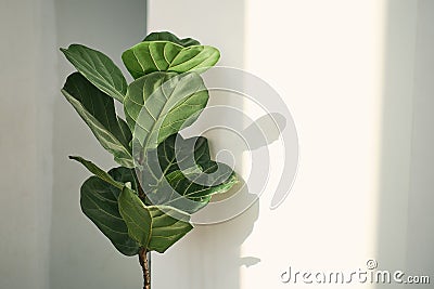 Green leaves of Fiddle Fig or Ficus Lyrata. Fiddle-leaf fig tree houseplant on white wall background,, Air purifying plants for Stock Photo