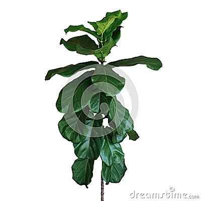 Green leaves of fiddle-leaf fig tree Ficus lyrata the popular ornamental tree tropical houseplant isolated on white background, Stock Photo