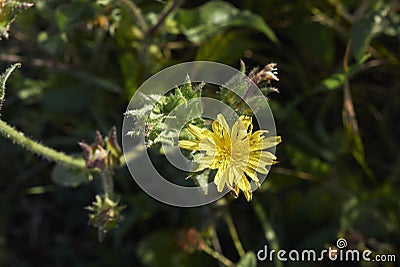 Yellow flowers of Helminthotheca echioides Stock Photo