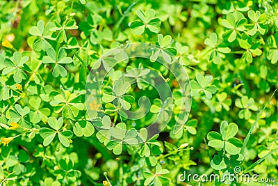 leaves and flowers of shamrock plant in sunny day like background, St Patricks concept Stock Photo