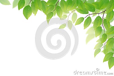 Green leaves Vector Illustration
