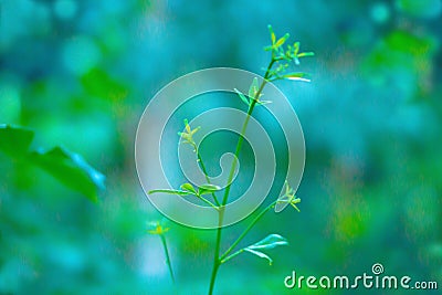 Green leaves fresh green plant spring nature wallpaper background Stock Photo