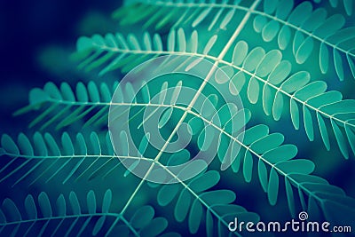 Green leaves fresh green plant spring nature wallpaper background Stock Photo