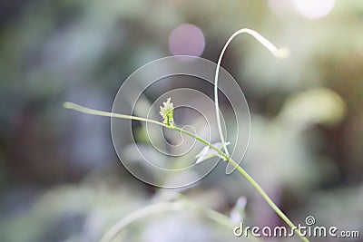 Green leaves fresh green plant spring nature wallpaper background Stock Photo