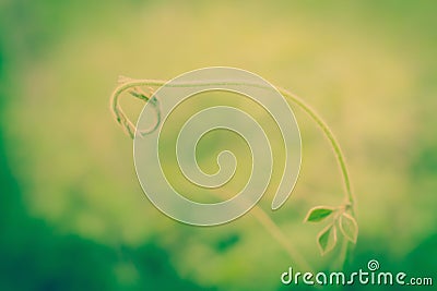 Green leaves fresh green plant spring nature wallpaper background Stock Photo