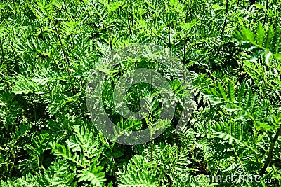 Green leaves full frame of rain fern, chysanthemum vulgare Stock Photo