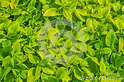 green leaves Stock Photo