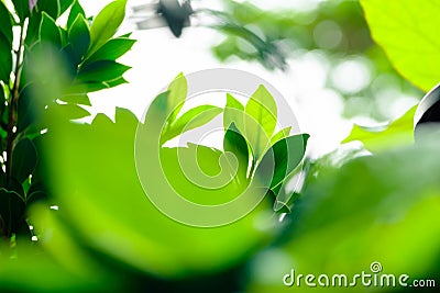 Green Leaves in Garden Korean Banyan Tree Stock Photo