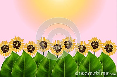 Green leaves and graphic flower on pink with lens flare background. Stock Photo