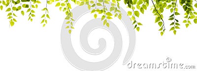 Green leaves hang over a white background banner Stock Photo