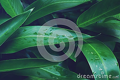 Green Leaves of Heliconia Plant with Raindrops in Dark Tone Color Stock Photo