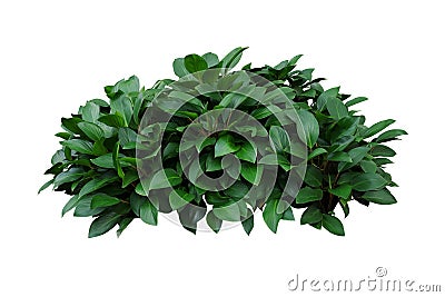 Green leaves hosta plant bush, lush foliage tropic garden plant isolated on white background with clipping path Stock Photo