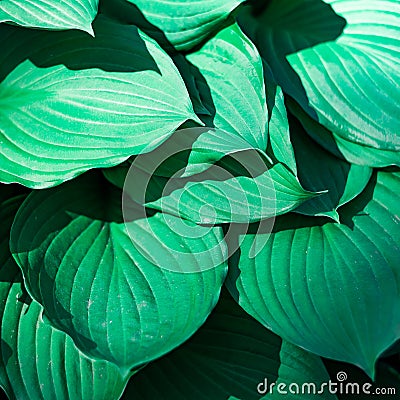 Green leaves hosta undulata Stock Photo