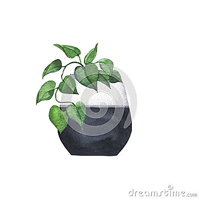 Green leaves house plant in black and white flowerpot. Watercolor. Cartoon Illustration