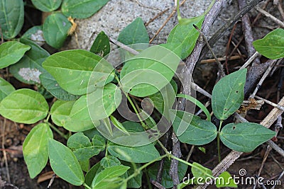 Hylodesmum Podocarpum in Indonesia Stock Photo