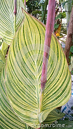 green leaves image Stock Photo