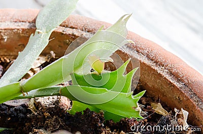 Green leaves. Indoor plant. Decembrist. Green plant in a pot. Young leaves of a flower in a pot. The green leaves of the Decembris Stock Photo