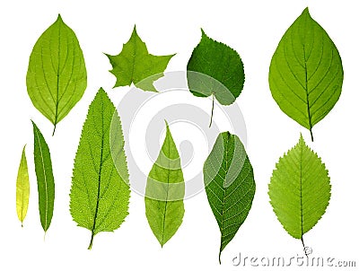 Green leaves isolated Stock Photo