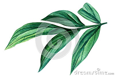 Green leaves isolated on white background. Watercolor illustration, peony leaf Cartoon Illustration