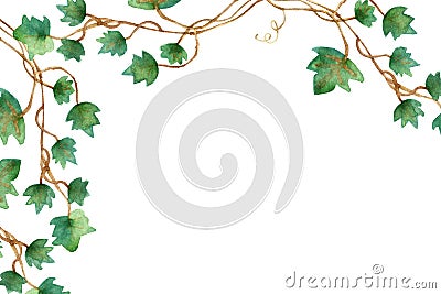 Green leaves ivy climbing vine plant, hanging branch of potted ivy indoor houseplant isolated on white background with clipping Cartoon Illustration