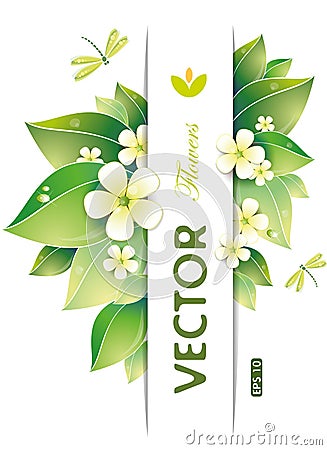 Green leaves and jasmin flowers Vector Illustration