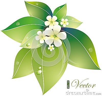 Green leaves and jasmin flowers Vector Illustration