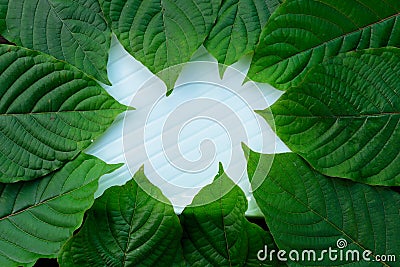 Green leaves of Kratom Mitragyna speciosa Mitragynine in frame pattern on white ceramic plate Stock Photo