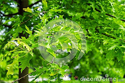 Green leaves of landscaping tree, Quercus palustris, the pin or swamp Spanish oak in park Stock Photo