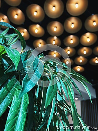 Green leaves of a large plant in the interior Stock Photo