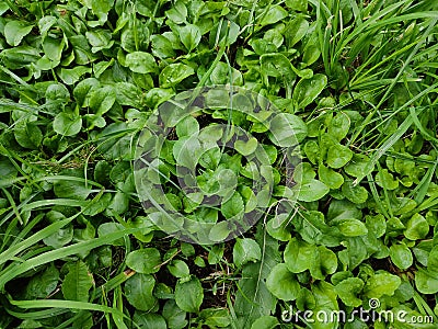 Green leaves of large plantain close up Stock Photo