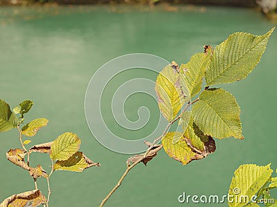 Green leaves with leaves dying in the sun on a thin twig against the background of a green pond Stock Photo