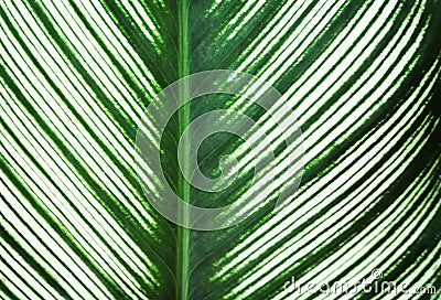 Green leaves line nature patterns and white edges alternating texture for background , reflection from the sun Stock Photo