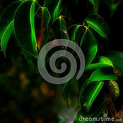 The green leaves Stock Photo