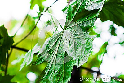 Green leaves of the maple tree wet after the rain. Stock Photo