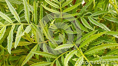 Green leaves of marigold plant Stock Photo
