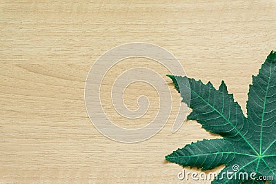 Green leaves minimal on Wood background Stock Photo