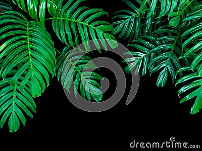 Green leaves of Monstera philodendron plant growing in wild, the Stock Photo