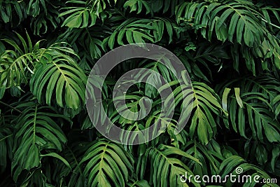 Green leaves of Monstera philodendron plant growing in wild, the tropical forest plant, evergreen vines on dark background. Stock Photo