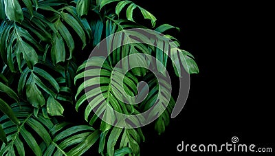 Green leaves of Monstera plant growing in wild, the tropical for Stock Photo