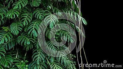 Green leaves of native Monstera Epipremnum pinnatum liana plan Stock Photo