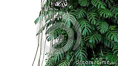 Green leaves of native Monstera Epipremnum pinnatum liana plan Stock Photo