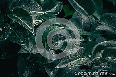Green leaves. Natural background. Abstract foliage texture Stock Photo