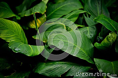 Green leaves natural background wallpaper, texture of leaf, leaves with space for text Stock Photo