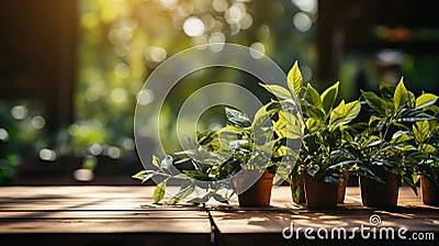 Green Leaves on a Natural Panoramic Background, Illuminated by the Sun's Rays, Rustic Base of Wooden Planks with Text Space Stock Photo