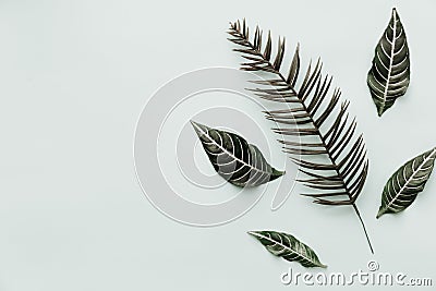 Green leaves. Neutral Minimalist Flat Lay Scene with tropical Stock Photo