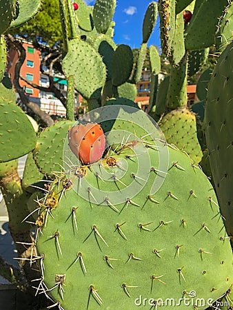 Green leaves of Opuntia cactus plant with its fruit Prickly Pea Stock Photo