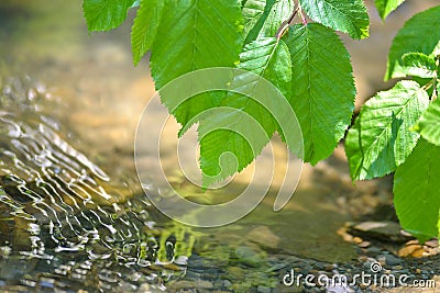 Green leaves over water Stock Photo