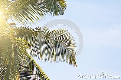 Green Leaves of a palm tree, blue sky and the sun. Exotic Tropical background. Palms in India, Goa Stock Photo